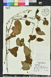 Smilax pumila image