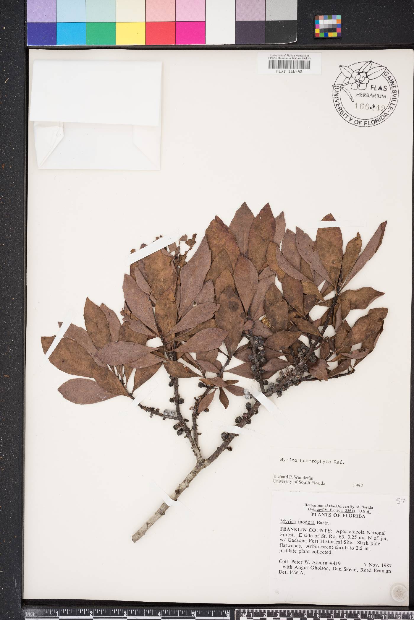 Myrica heterophylla image