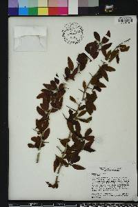 Ximenia americana image