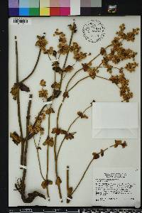 Eriogonum tomentosum image