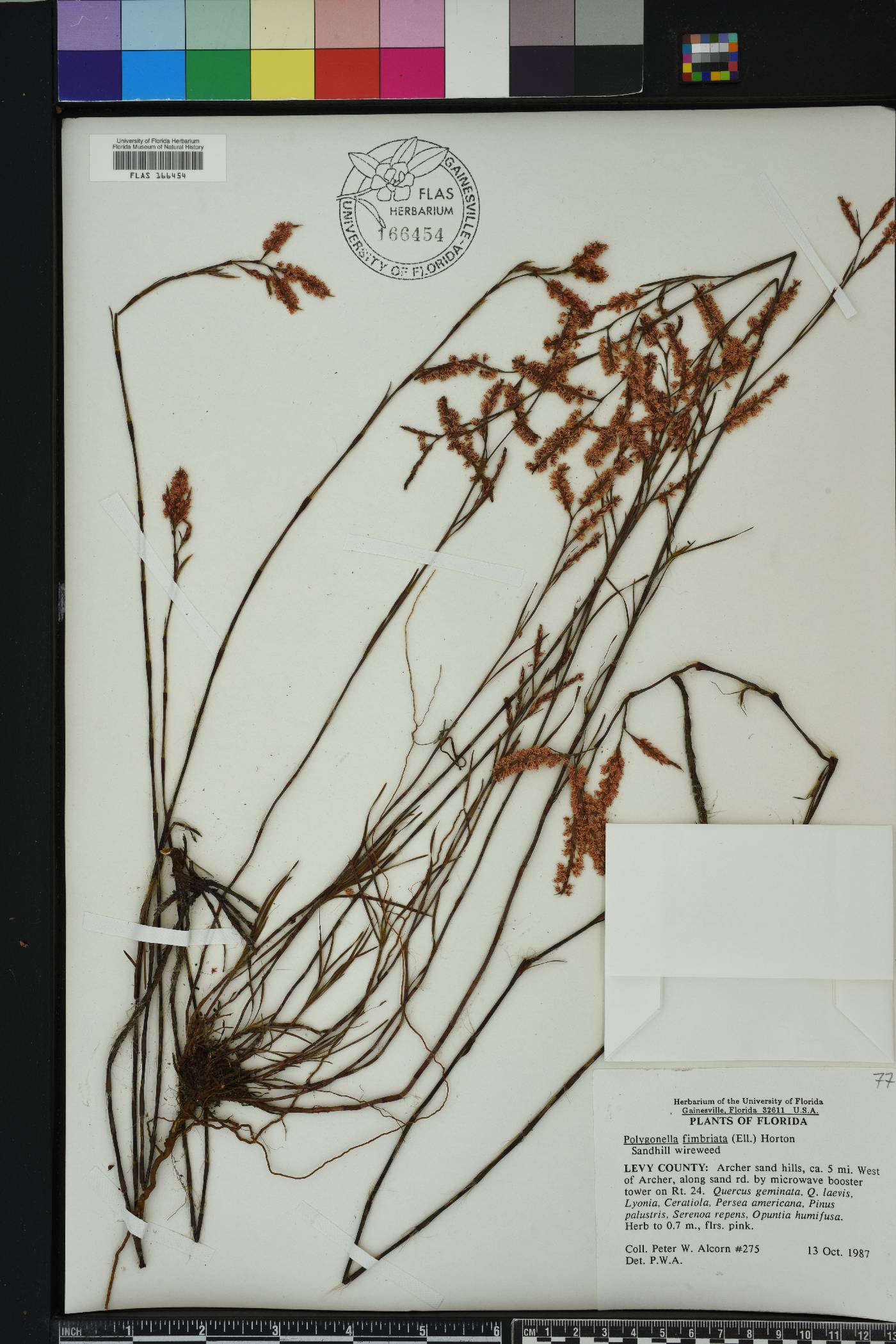 Polygonella fimbriata image