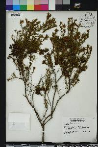 Hypericum fasciculatum image