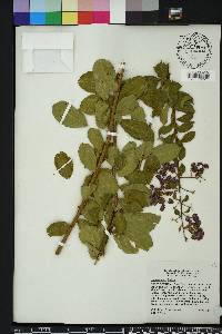 Lagerstroemia indica image