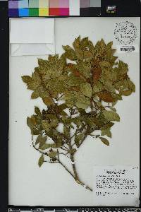 Lyonia ferruginea image
