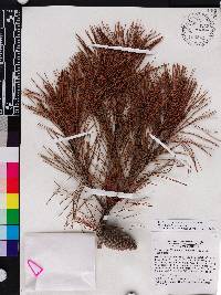 Pinus clausa image