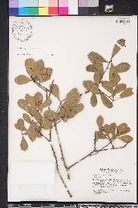 Quercus myrtifolia image