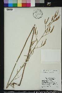 Polygonella gracilis image