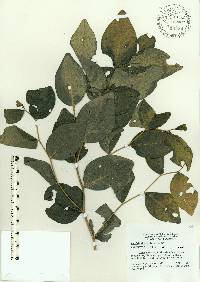 Baptisia simplicifolia image