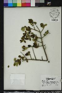 Ilex vomitoria image