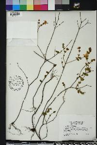 Hypericum tetrapetalum image