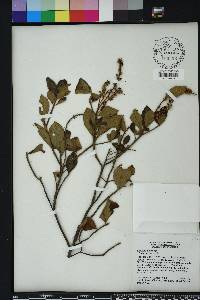 Clethra alnifolia image