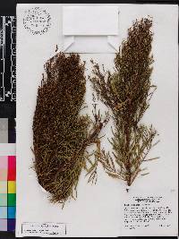 Baccharis angustifolia image