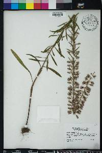 Liatris gracilis image
