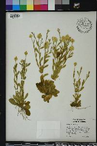 Polygala lutea image