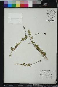 Phyla nodiflora image