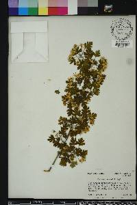 Crataegus marshallii image