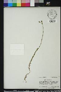 Hypericum setosum image