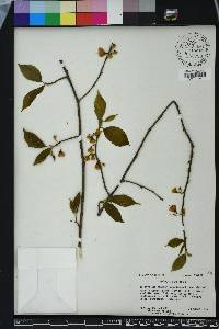 Halesia carolina image