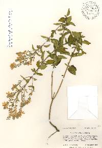 Scutellaria incana image