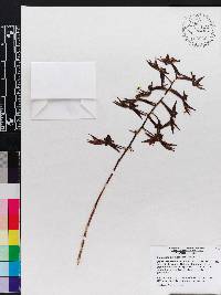 Catasetum napoense image