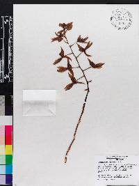 Catasetum napoense image