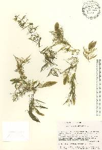 Ceratophyllum australe image