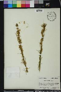 Cuscuta pentagona image