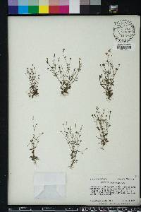 Houstonia pusilla image