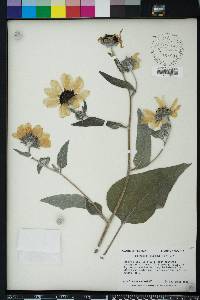 Helianthus argophyllus image