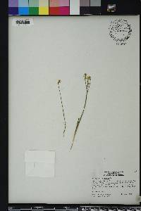 Polygala incarnata image