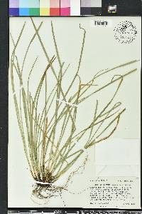 Carex willdenowii image