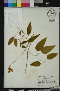 Clematis crispa image