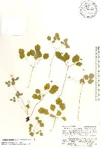 Thalictrum thalictroides image