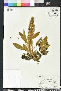 Lupinus villosus image