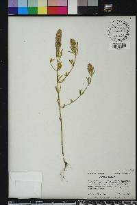 Polygala cruciata image