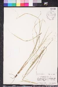 Eragrostis elliottii image