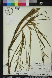 Paspalum boscianum image