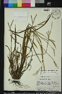 Paspalum boscianum image