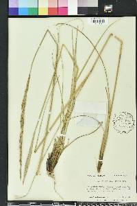 Spartina spartinae image