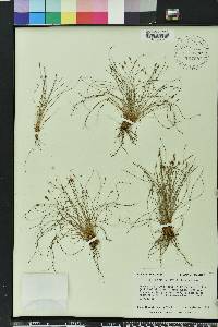 Eleocharis baldwinii image