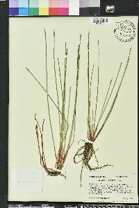 Eleocharis robbinsii image