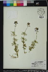 Glandularia aristigera image