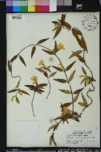 Gelsemium sempervirens image