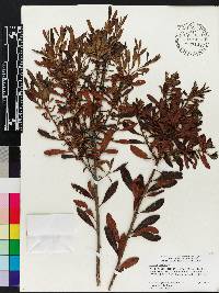 Myrica cerifera image