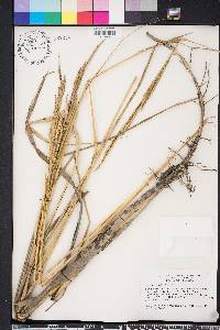 Spartina alterniflora image