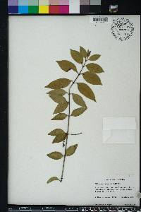 Chiococca alba image