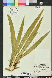 Yucca filamentosa image