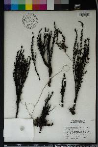 Striga gesnerioides image