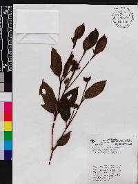 Miconia benthamii image