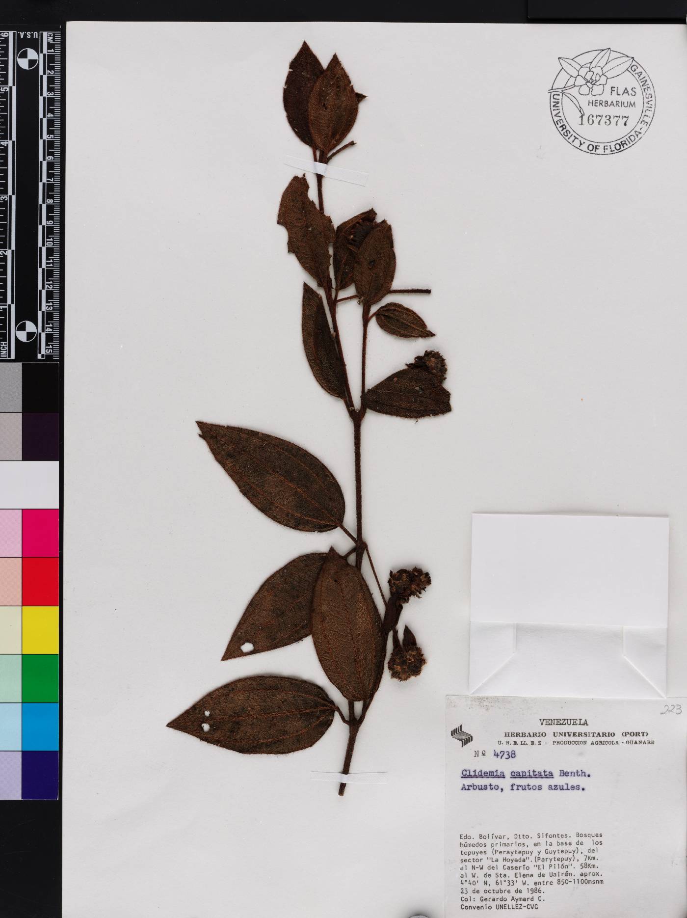 Miconia benthamii image